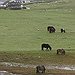 BucketList + See Shetland Ponies In Shetland ... = ✓