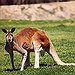 BucketList + Fight A Kangaroo = ✓