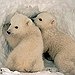 BucketList + Hold A Baby Polar Bear = ✓