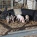BucketList + Go To Pig Island = ✓