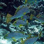 BucketList + Scuba Diving In Maldives = ✓
