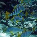 BucketList + Scuba Diving In Maldives = ✓
