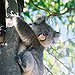 BucketList + Hold A Koala Bear. = ✓