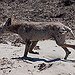 BucketList + Call In A Coyote And ... = ✓