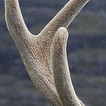 BucketList + Find An Antler Shed In ... = ✓