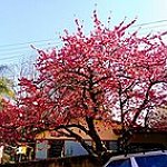 BucketList + Dinner Under Sakura Tree = ✓