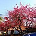 BucketList + Dinner Under Sakura Tree = ✓