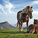 BucketList + See The Wild Horses Run ... = ✓