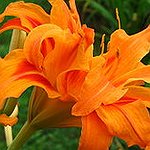 BucketList + Have A Big, Beautiful Flower ... = ✓
