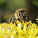 BucketList + Eat Honey From A Hive..... = ✓