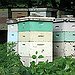 BucketList + Start My First Bee Colony = ✓
