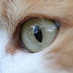 BucketList + Have Cats = ✓