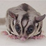 BucketList + Get A Sugar Glider = ✓