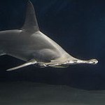 BucketList + Swim With Sharks. = ✓