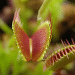 BucketList + Buy A Venus Flytrap = ✓