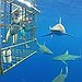 BucketList + Cage Dive With Sharks = ✓