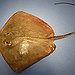 BucketList + Touch A Stingray = ✓