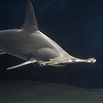 BucketList + Swim With Sharks (In A ... = ✓
