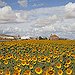 BucketList + Lay In A Field Of ... = ✓