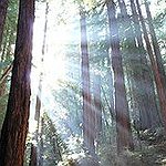 BucketList + Go To Redwood National Forest = ✓