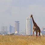 BucketList + Visit Kenya For A Safari ... = ✓