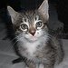 BucketList + Adopt A New Kitten = ✓
