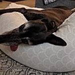 BucketList + Adopt A Greyhound = ✓