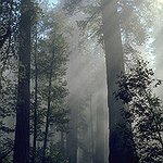 BucketList + Go To A Redwood Forest = ✓