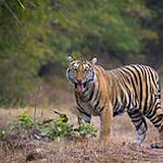 BucketList + Go To Tiger Kingdom’ In ... = ✓