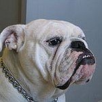 BucketList + Show And Breed Bulldogs = ✓