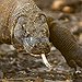 BucketList + Visit Komodo National Park & ... = ✓