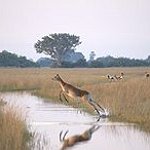 BucketList + Go Camping In Botswana = ✓