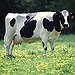 BucketList + Milk A Cow = ✓