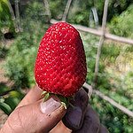 BucketList + Go Berry Picking = ✓