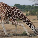 BucketList + Close Encounter With A Giraffe = ✓