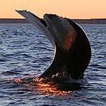 BucketList + Whale Watch In Alaska = ✓