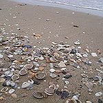 BucketList + Go To Shell Island = ✓
