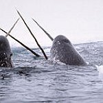 BucketList + See A Narwhal In The ... = ✓
