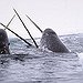 BucketList + See A Narwhal In The ... = ✓