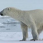 BucketList + See A Polar Bear In ... = ✓