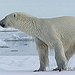 BucketList + See A Polar Bear In ... = ✓