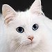 BucketList + Own A Cat = ✓