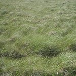BucketList + Walk Barefoot On Freshly Cut ... = ✓