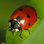 BucketList + View The Ladybug Building In ... = ✓
