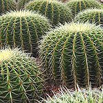 BucketList + Visit The Cactus Club In ... = ✓