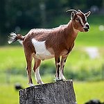 BucketList + Visit And Hike With Goats ... = ✓