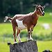 BucketList + Visit And Hike With Goats ... = ✓