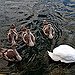 BucketList + Feed The Swans = ✓