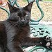 BucketList + Meet The Hemingway Cats, Tour ... = ✓