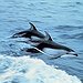 BucketList + Swim With Dolphins = ✓